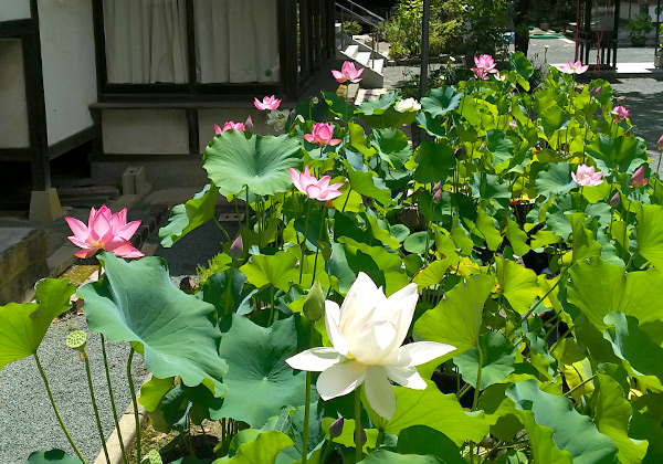 世界遺産・宗像大社（辺津宮）や大人気の道の駅・むなかたへも参ります